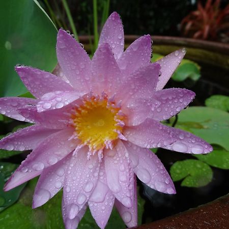 Noosa Valley Manor B&B Doonan Ngoại thất bức ảnh